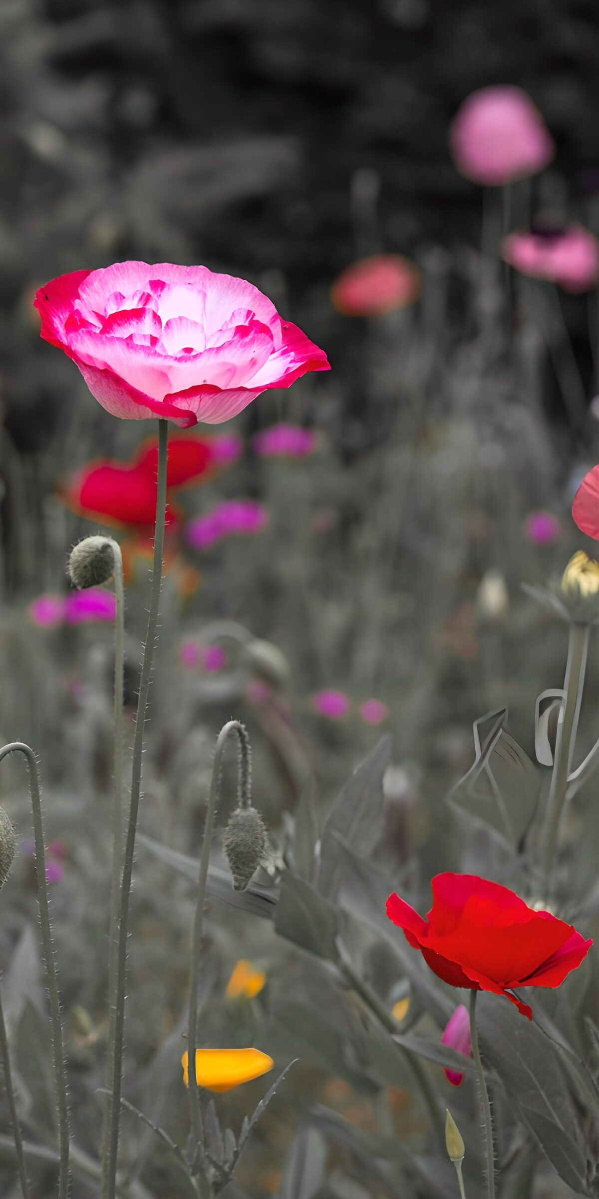 Rosa und roter Mohn vor grauem Grün