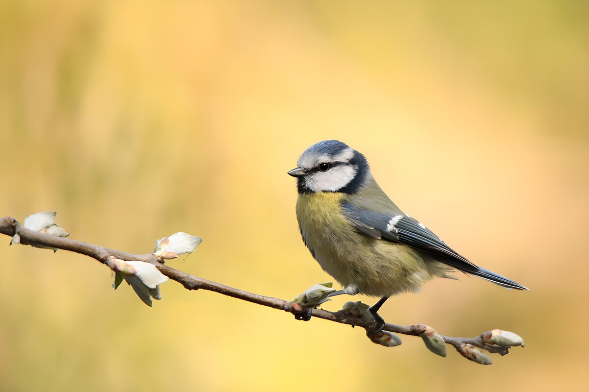 Blaumeise auf zartem Frühlingszweig