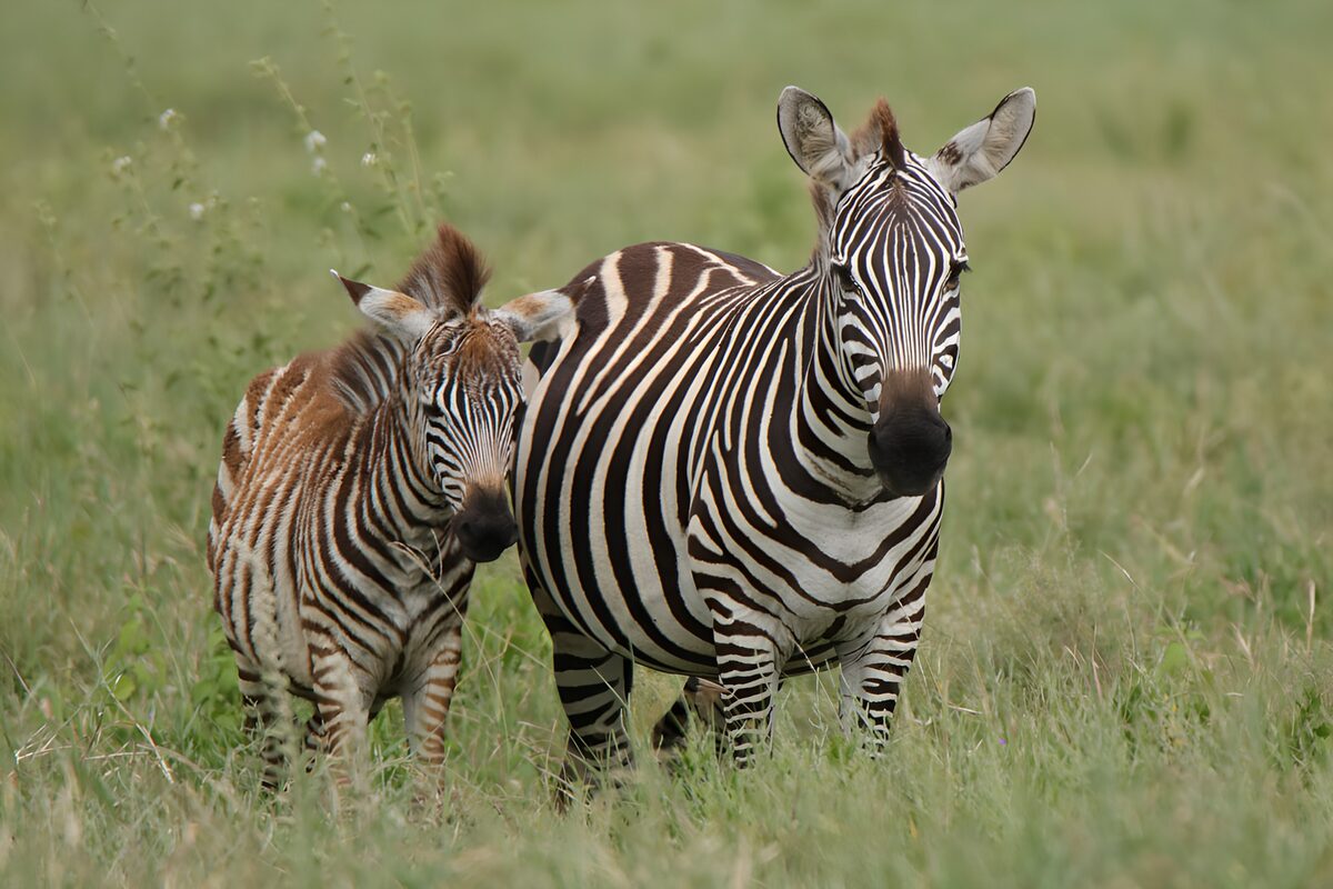 Zebra und Fohlen, dicht beieinander