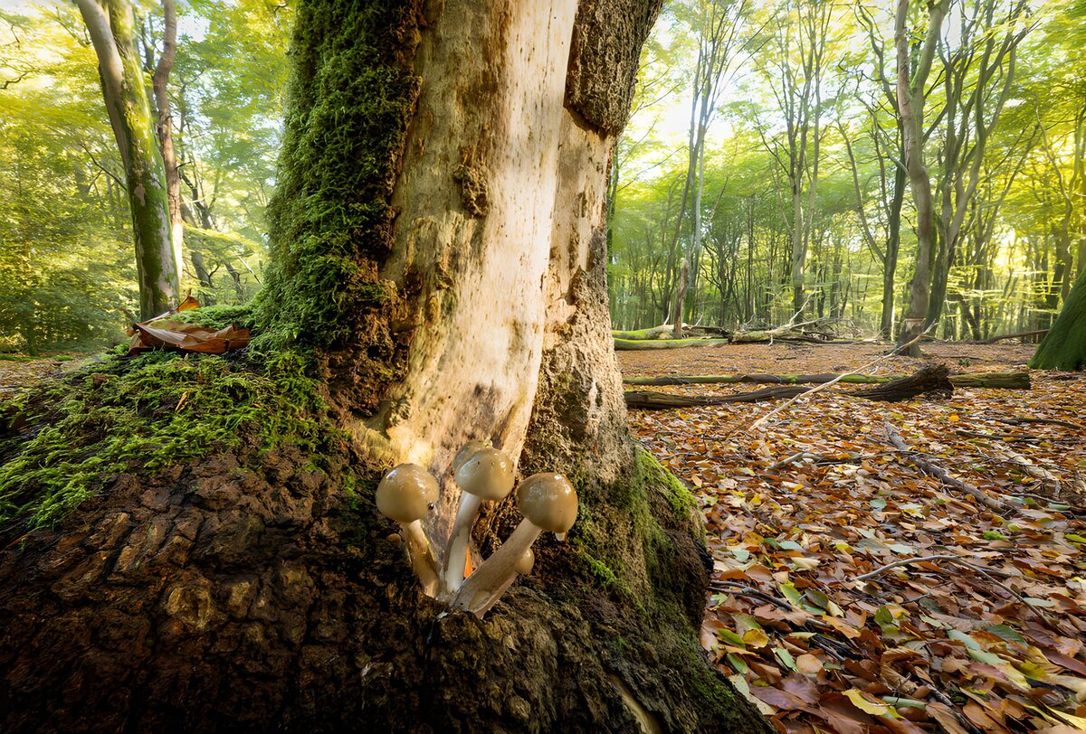 Stille Pilze im Licht des Waldes