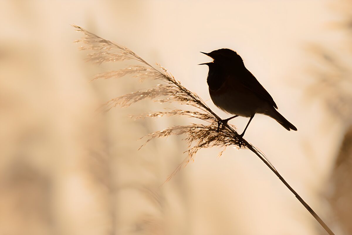 Vogel auf einem Halm im Gegenlicht
