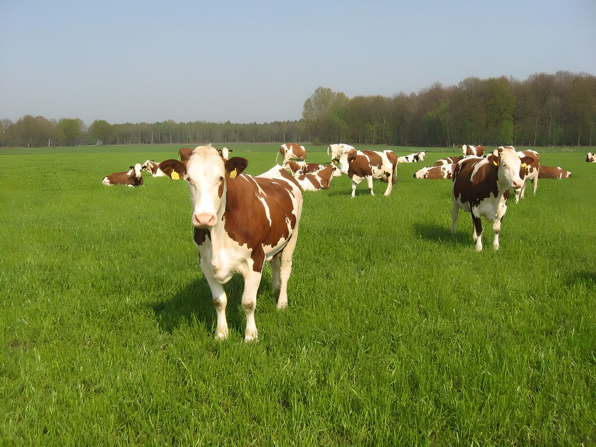 Grünes Weideglück mit braun-weißen Kühen