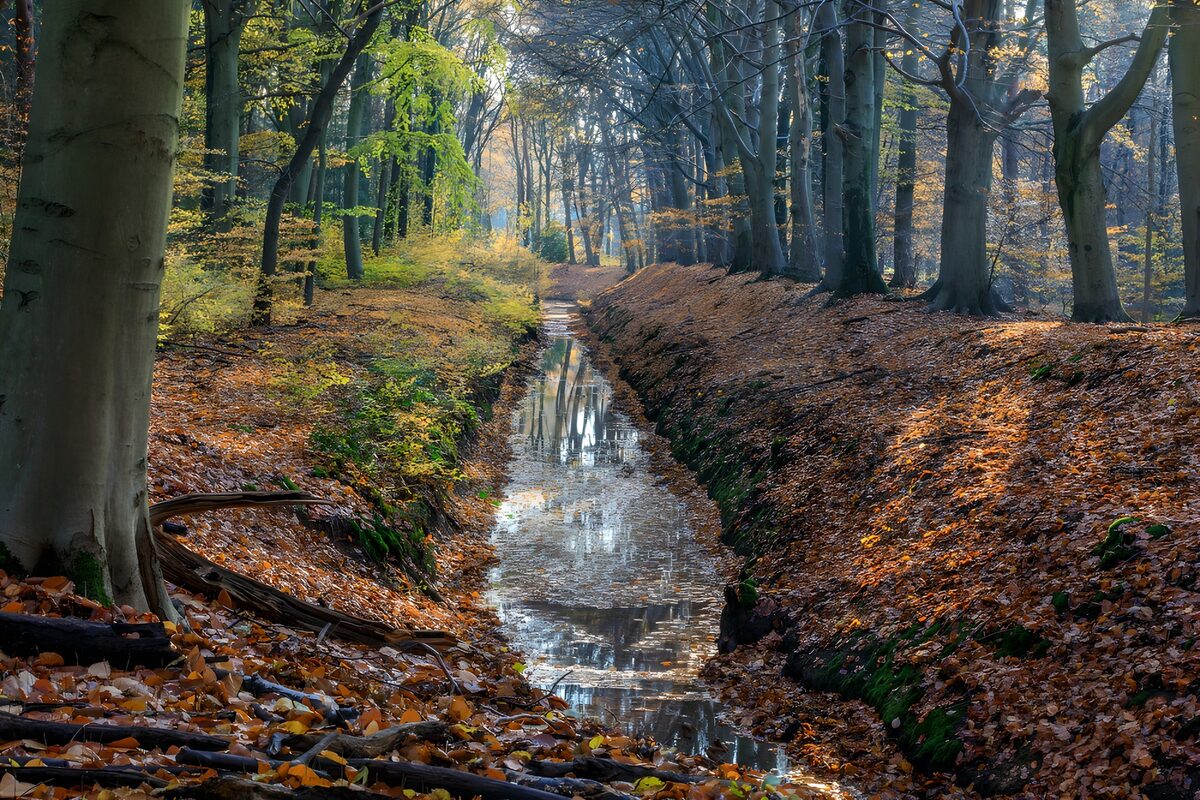 Stiller Wassergraben im Herbstwald