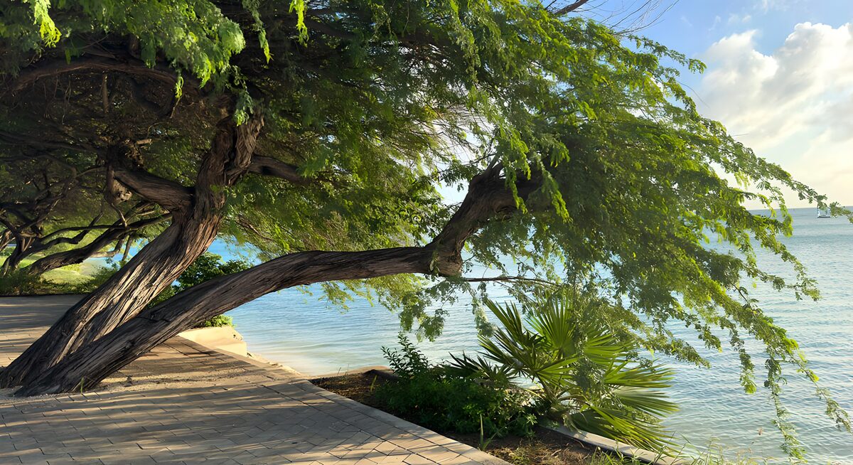 Großer Baum am schattigen Küstenweg
