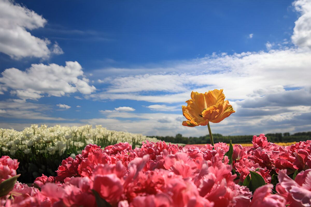 Orange Tulpe über rosa Blüten