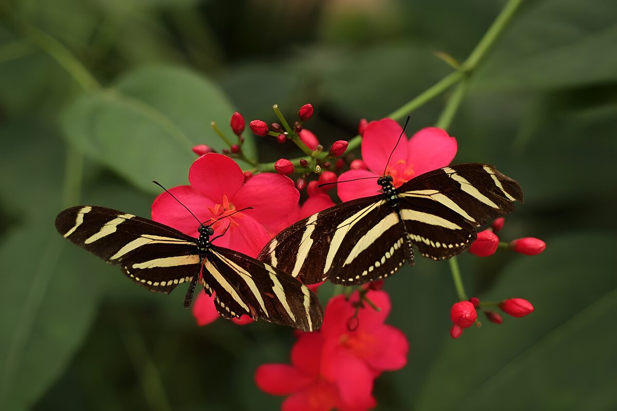 Zwei Schmetterlinge auf pinkroten Blüten