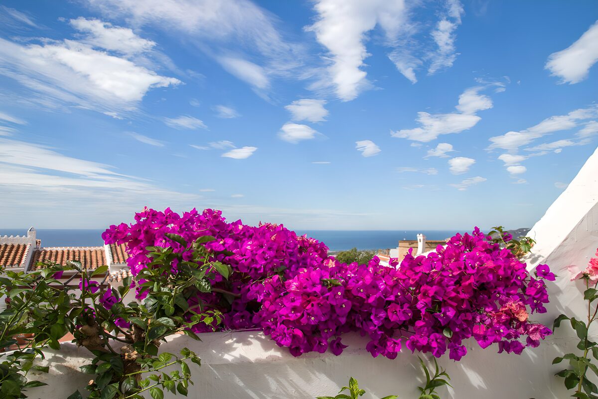 Bougainvillea über weißer Terrassenmauer
