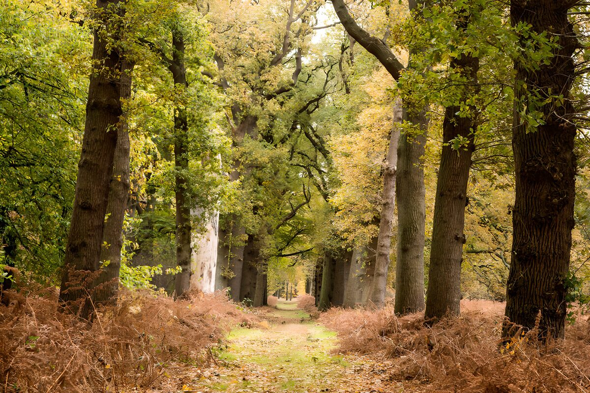 Gerader Waldweg im milden Herbstlicht