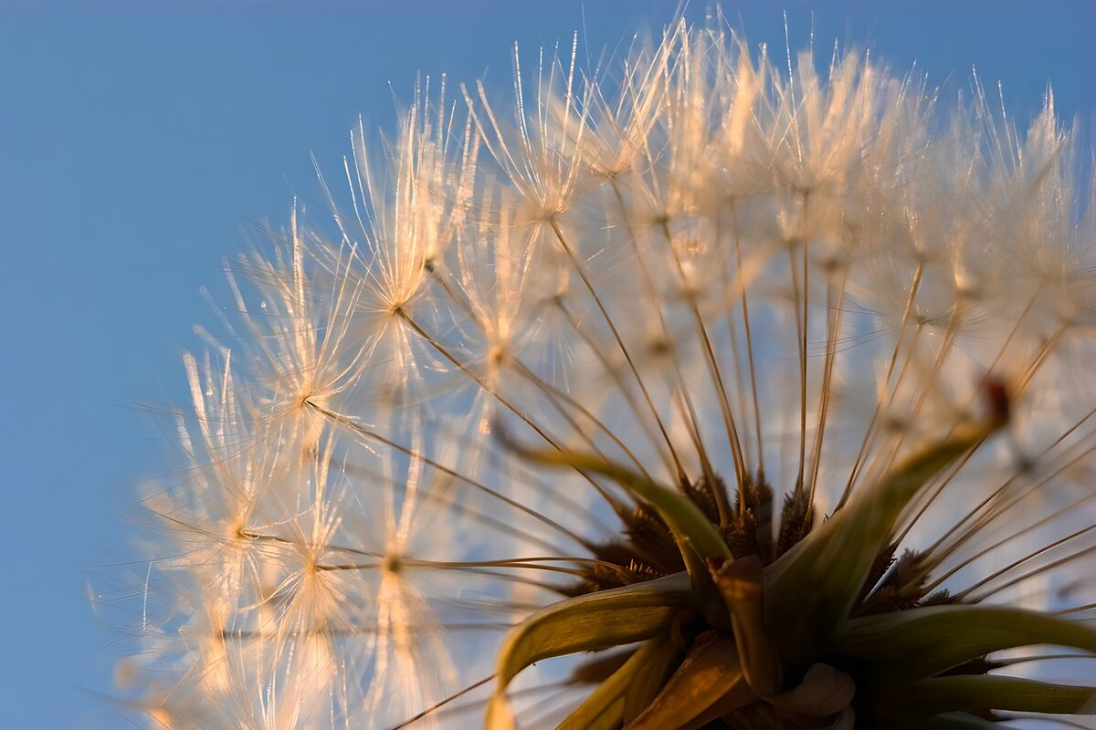 Pusteblume von unten im Sonnenlicht