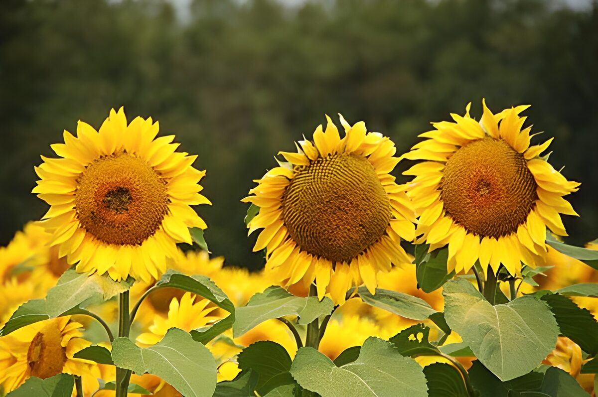 Drei Sonnenblumen im warmen Tageslicht