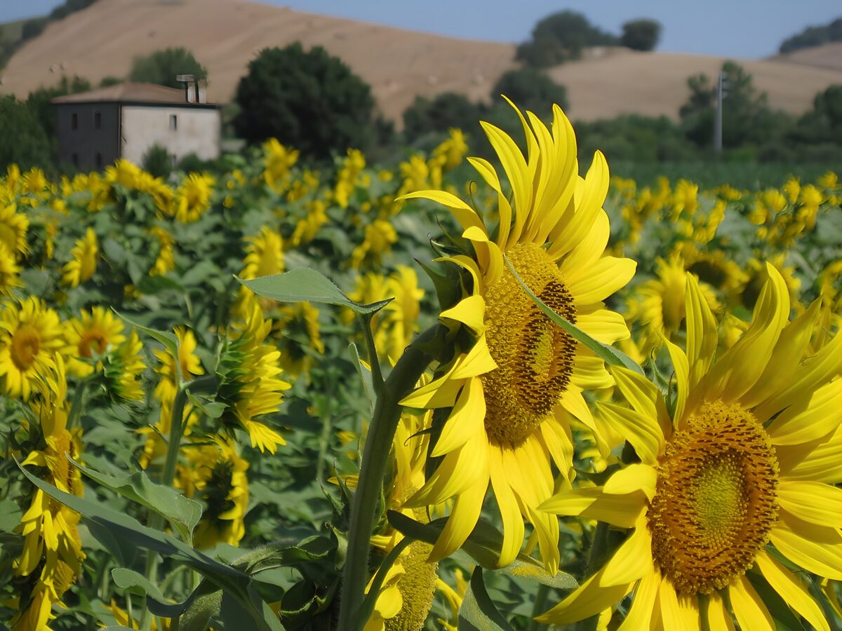 Sonnenblumenfeld im hellen Sommerlicht