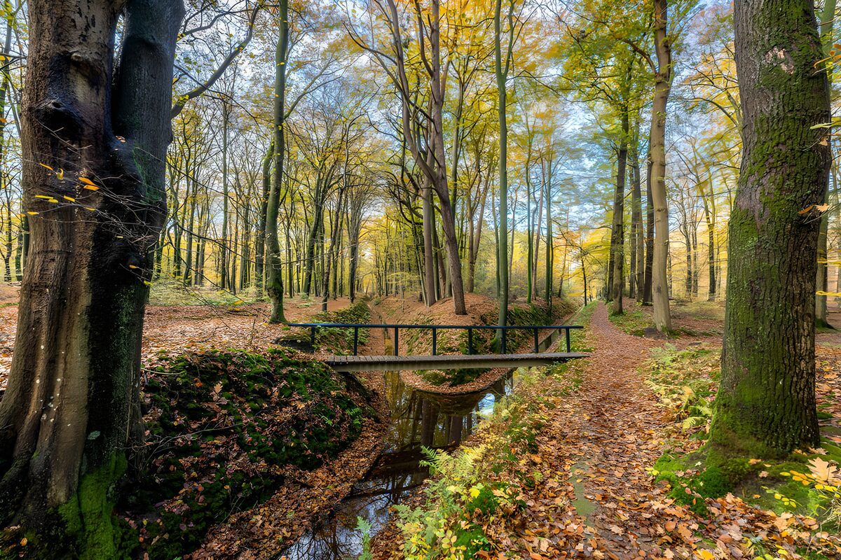 Holzbrücke am stillen Bach im Herbstwald