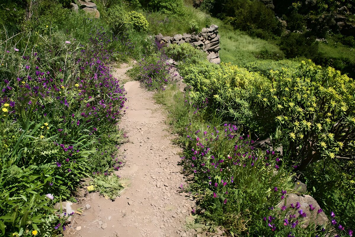 Schmaler Pfad zwischen violetten Blüten