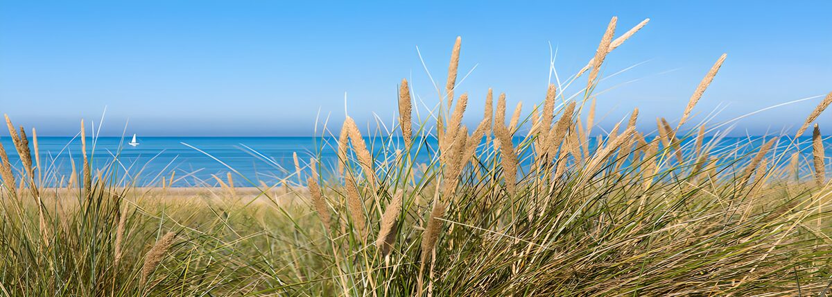 Dünengras vor sommerblauem Meer