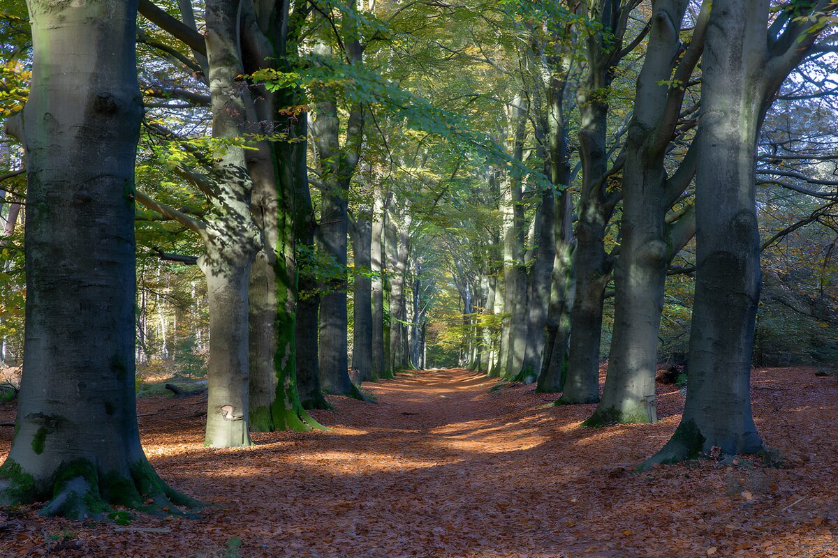 Buchenallee im herbstlichen Sonnenlicht