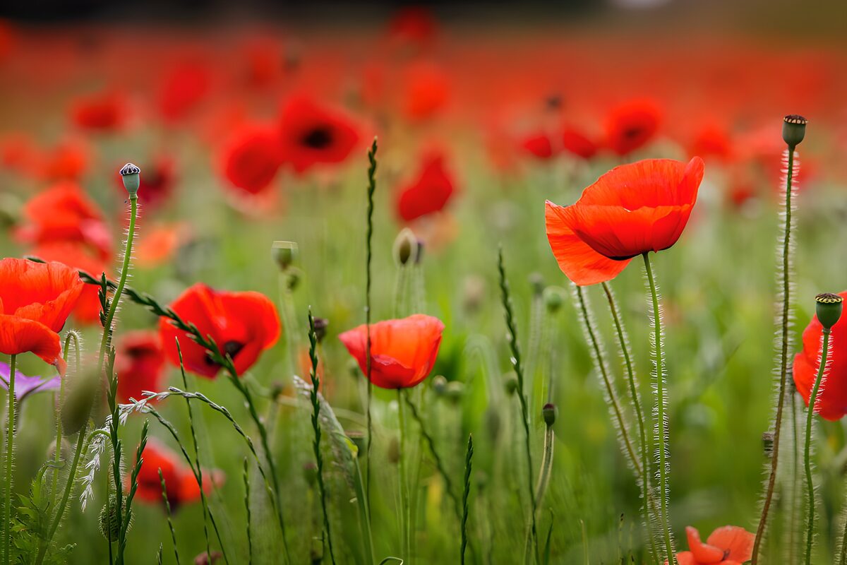 Rote Mohnblüten zwischen grünen Gräsern