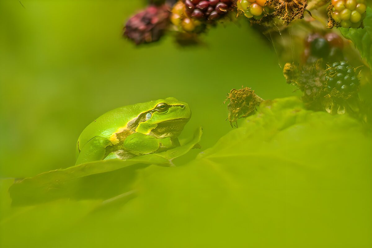 Grüner Laubfrosch im dichten Brombeerlaub