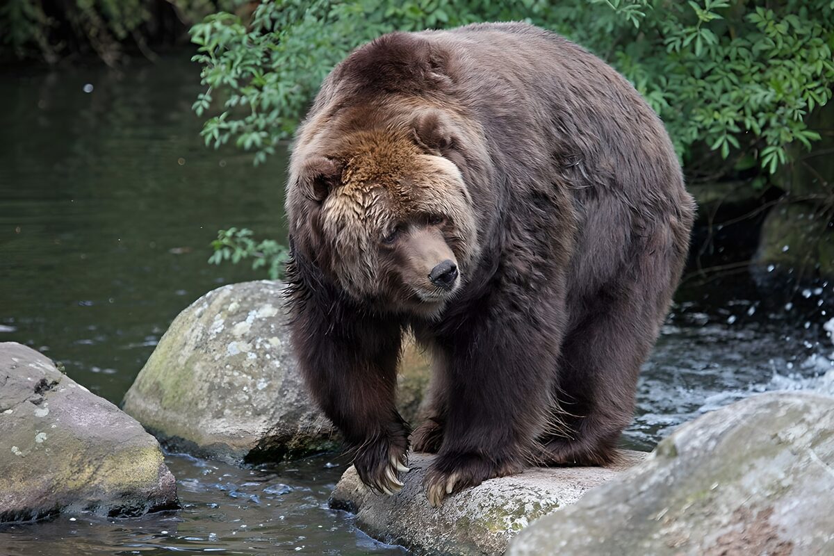 Braunbär auf Felsen im stillen Bach