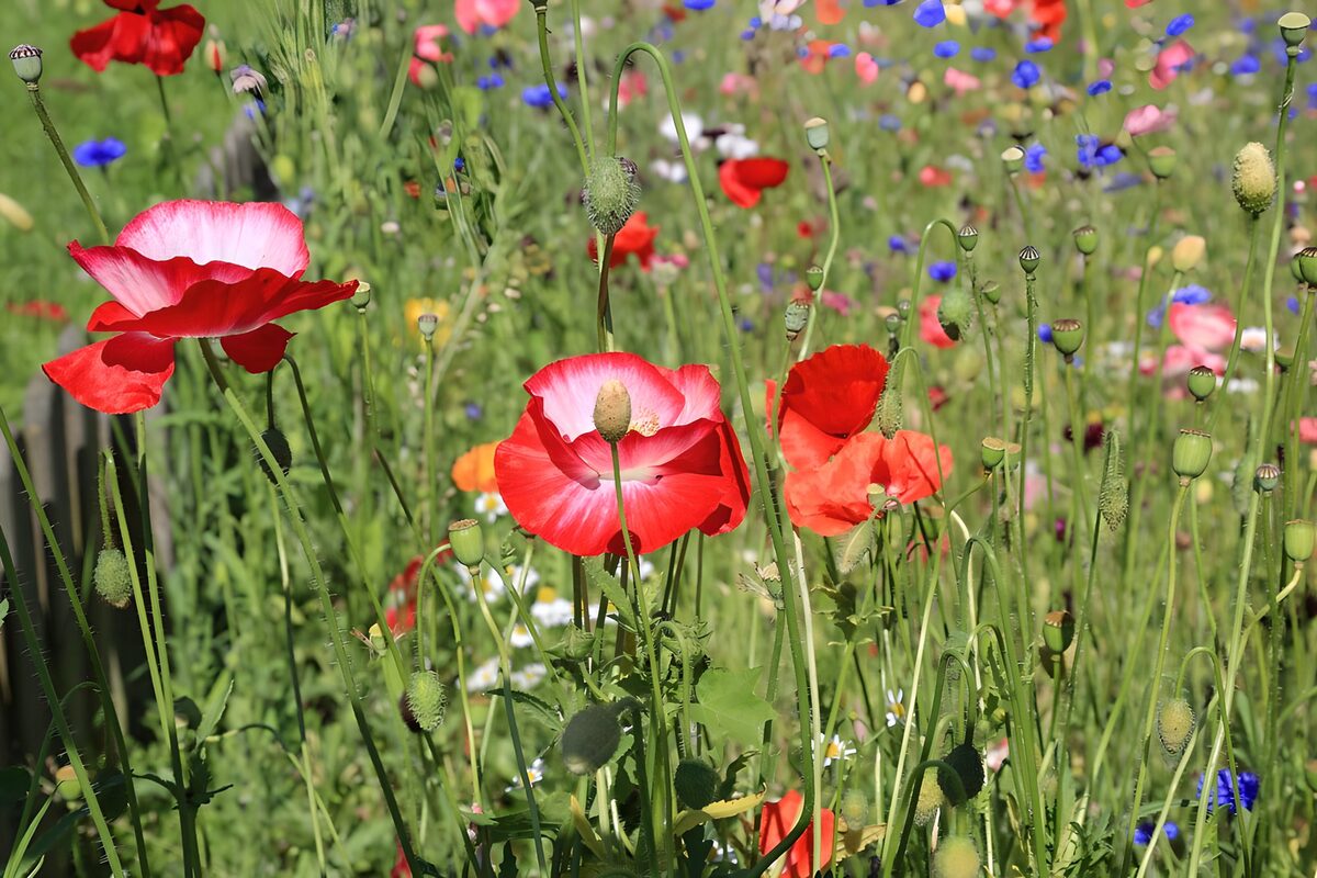 Mohnblüten wie Seide im Sonnenlicht
