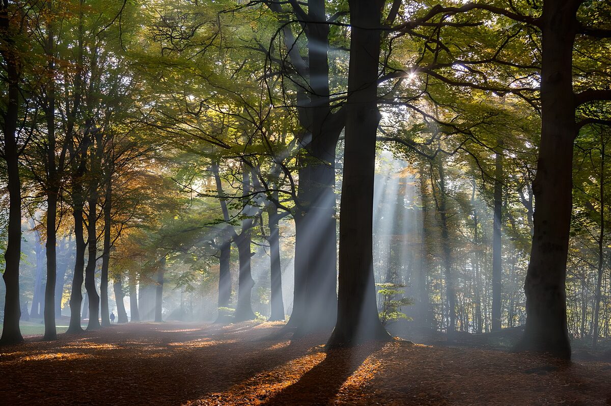 Herbstwald mit Sonnenstrahlen und Nebel