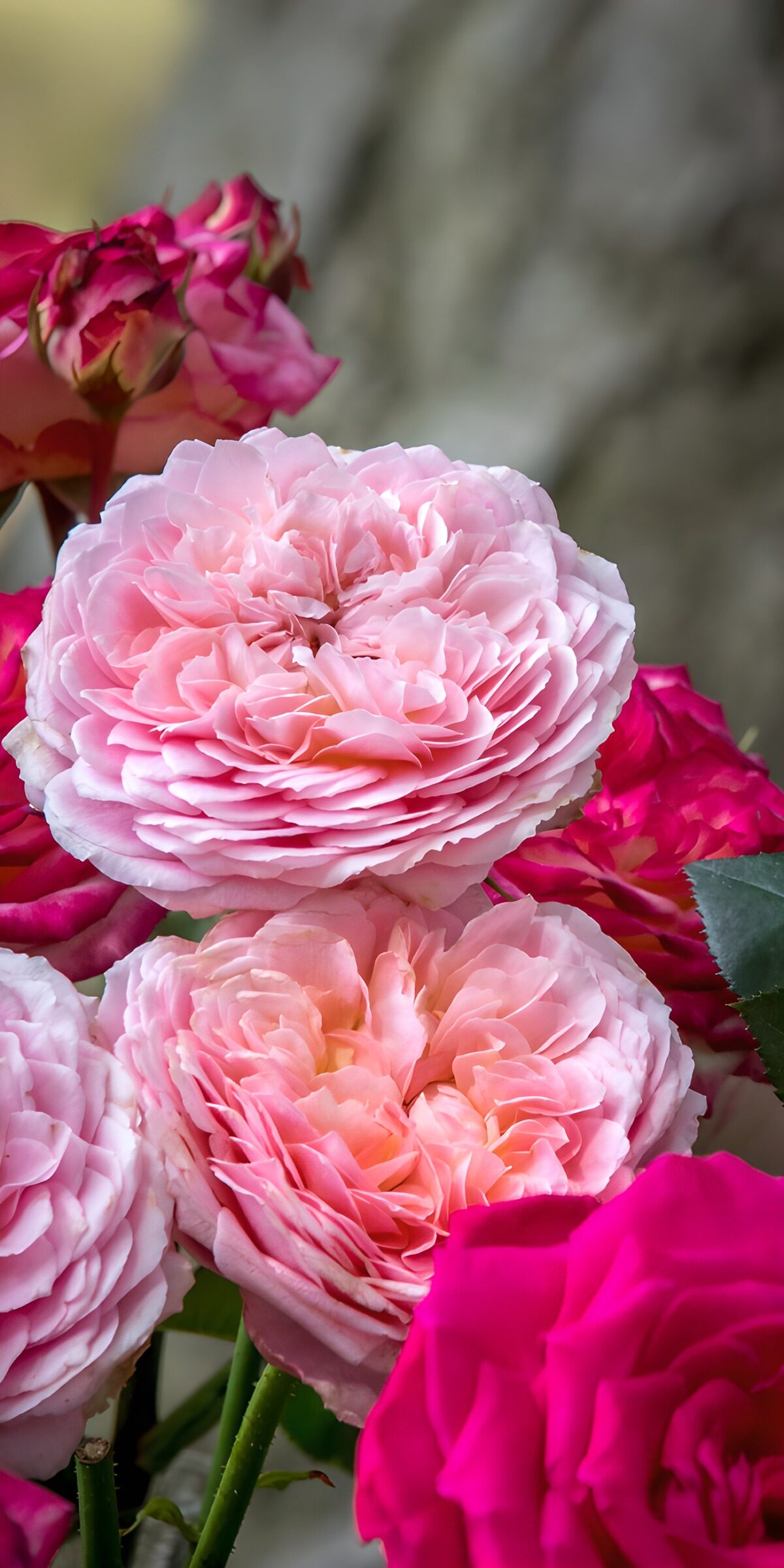 Rosen in Zartrosa und kräftigem Pink