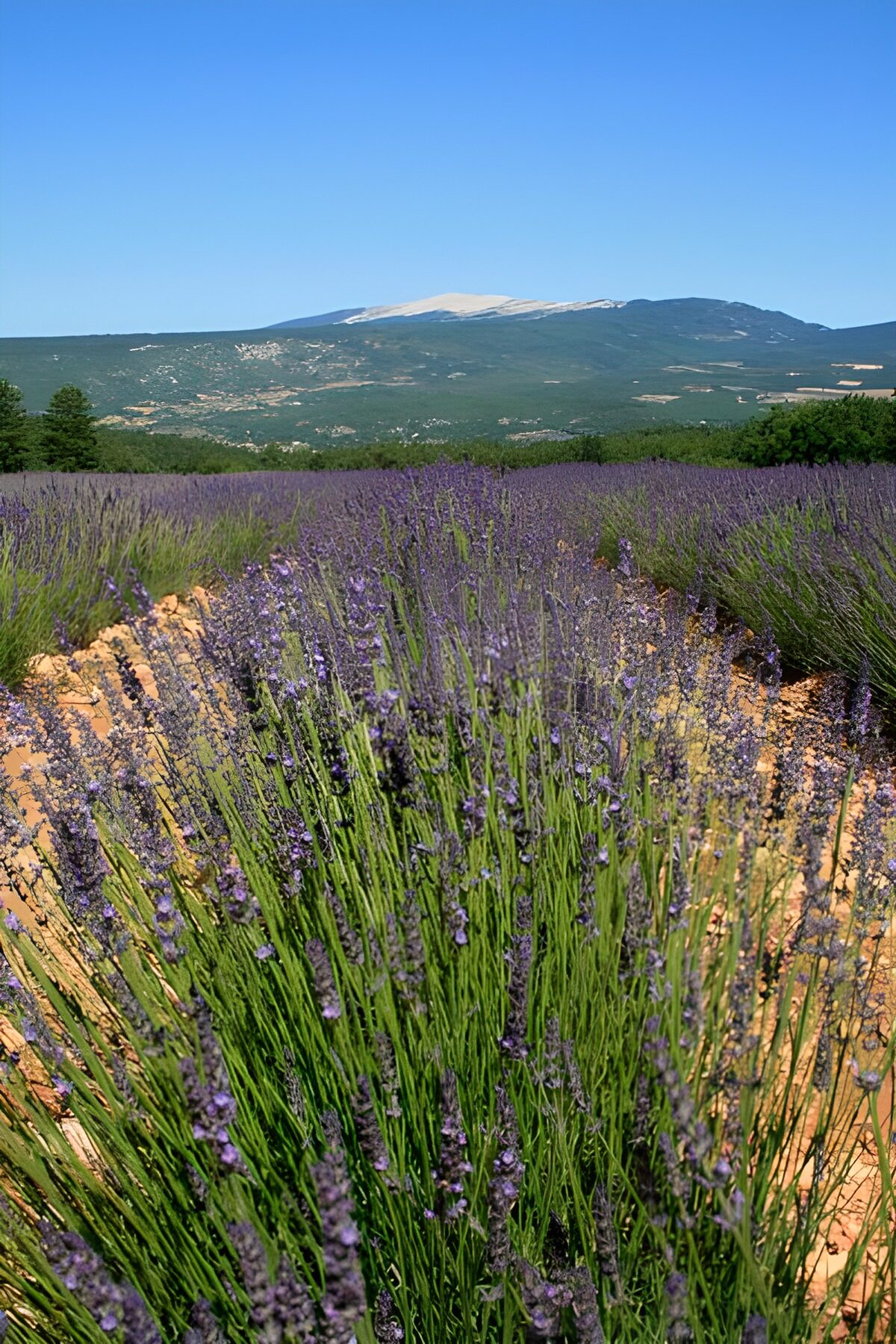 Lavendelfeld vor grüner Bergkulisse