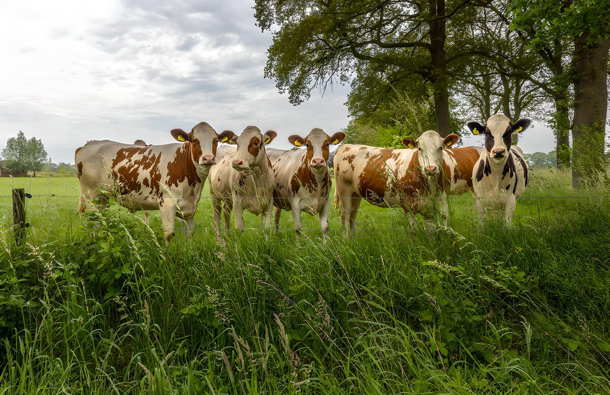 Fünf Kühe auf sattgrüner Weide