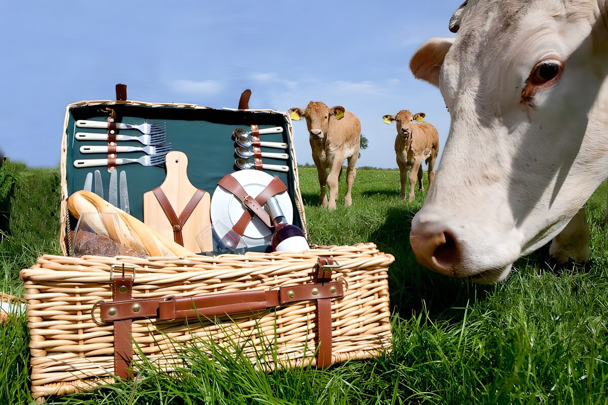 Neugierige Kuh am offenen Picknickkorb