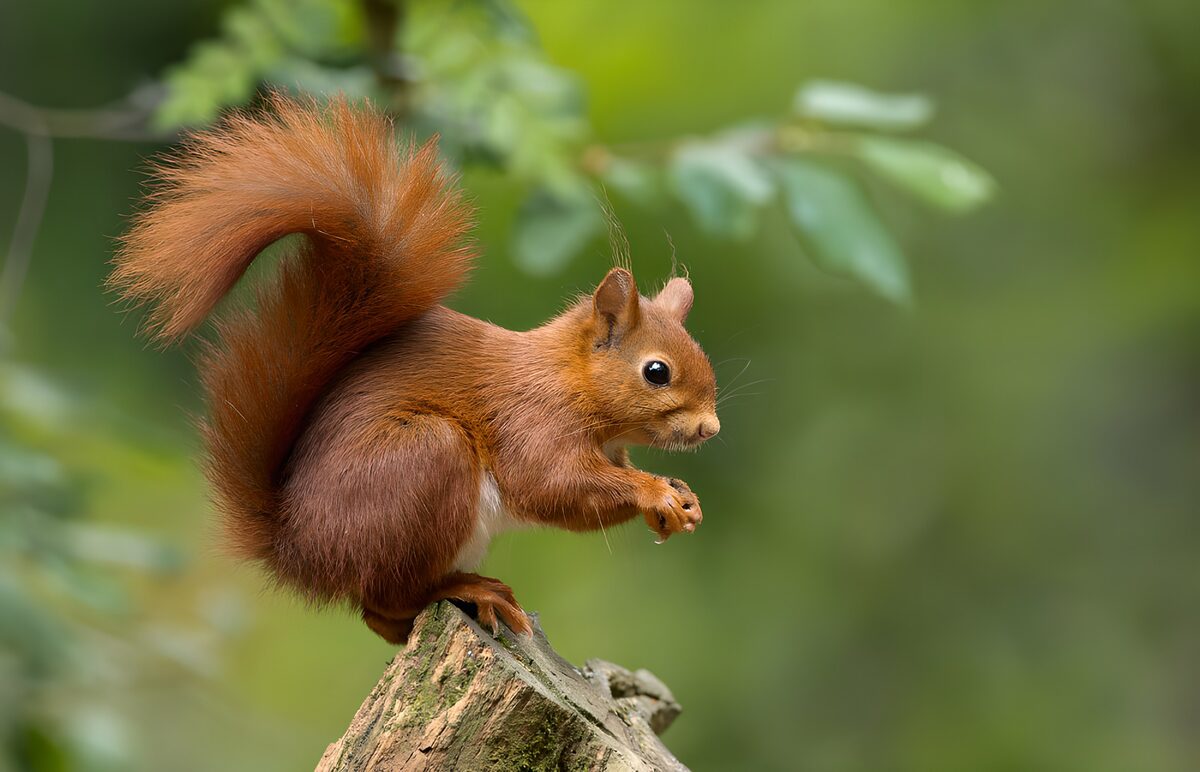 Rotes Eichhörnchen auf altem Baumstumpf