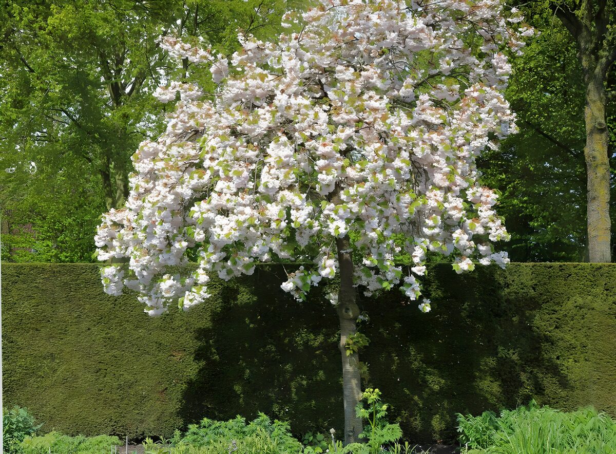 Blühender Baum vor sattgrüner Hecke