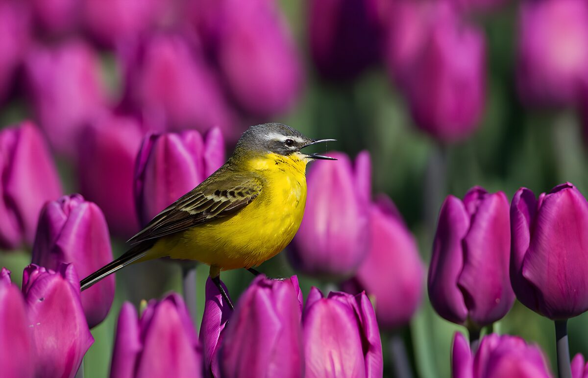 Schafstelze im violetten Frühlingsmeer