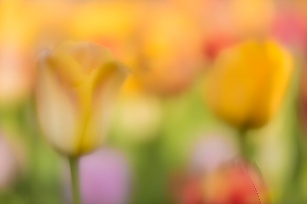 Gelbe Tulpen in weichem Licht