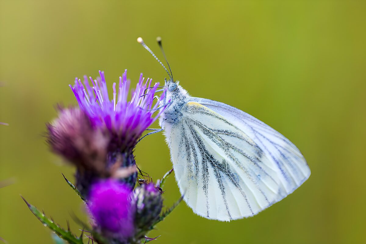 Weißer Falter auf lila Distel im Sonnenlicht