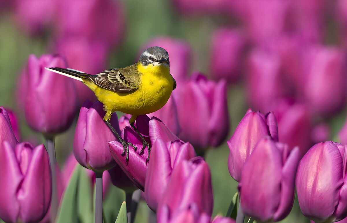 Schafstelze auf lila Tulpe im Sonnenlicht