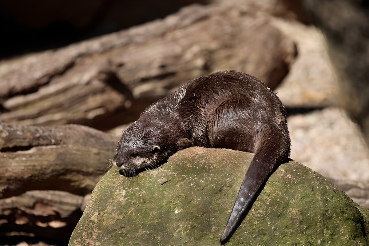 Ruhender Otter auf sonnigem Felsen