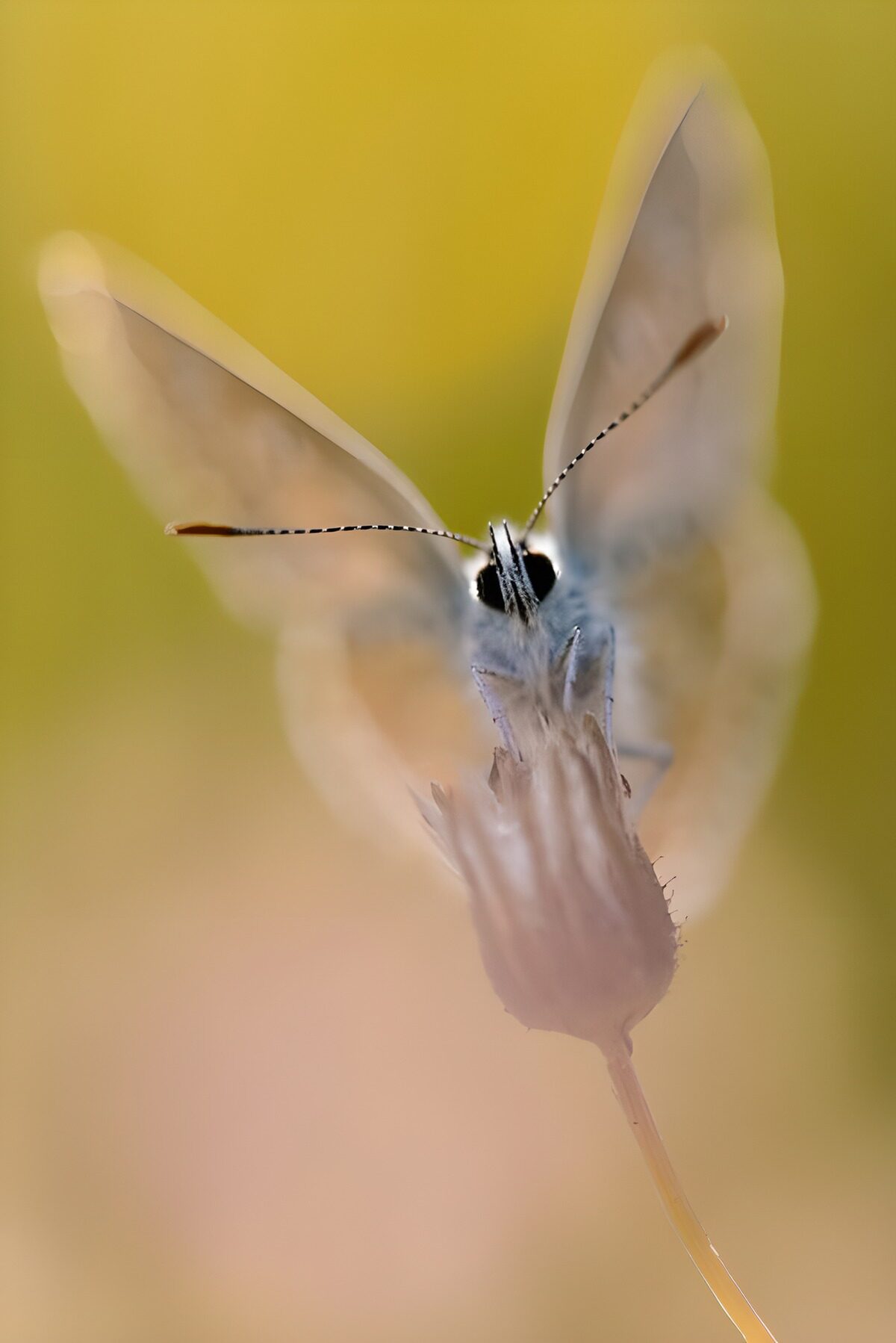 Weißer Schmetterling in sanftem Licht