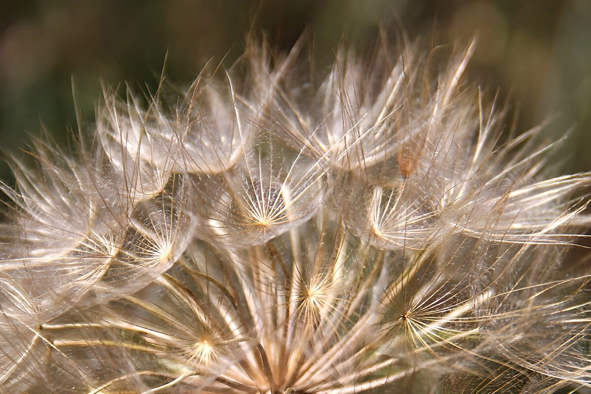 Samenstand im warmen Licht