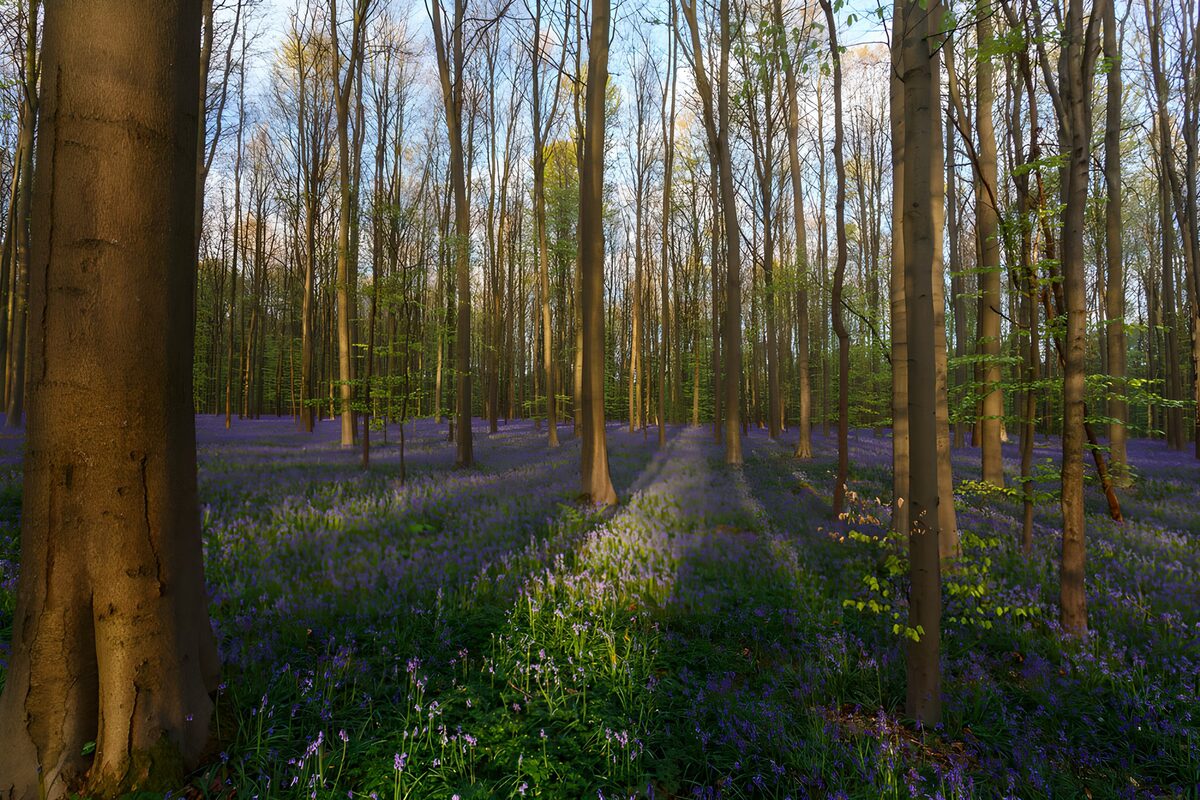 Blauer Blütenteppich im lichten Laubwald