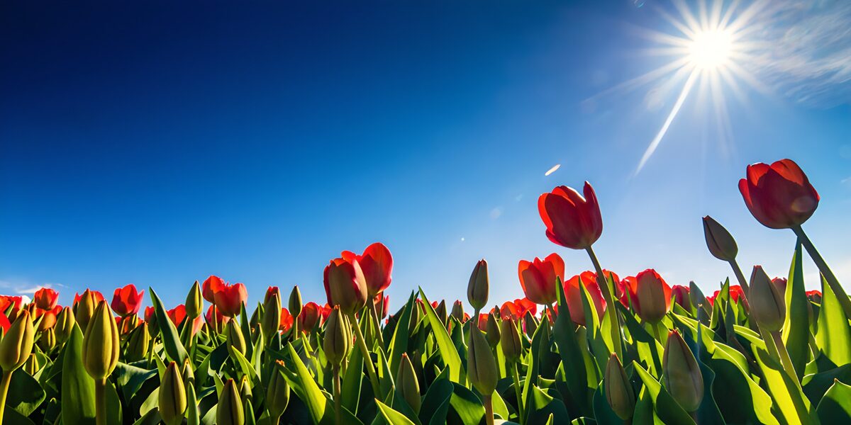 Rote Tulpen unter blauem Himmel