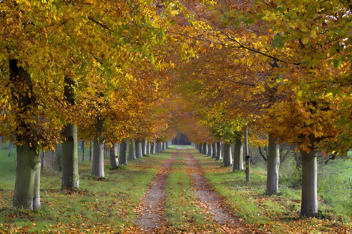 Gerader Weg durch die goldene Herbstallee