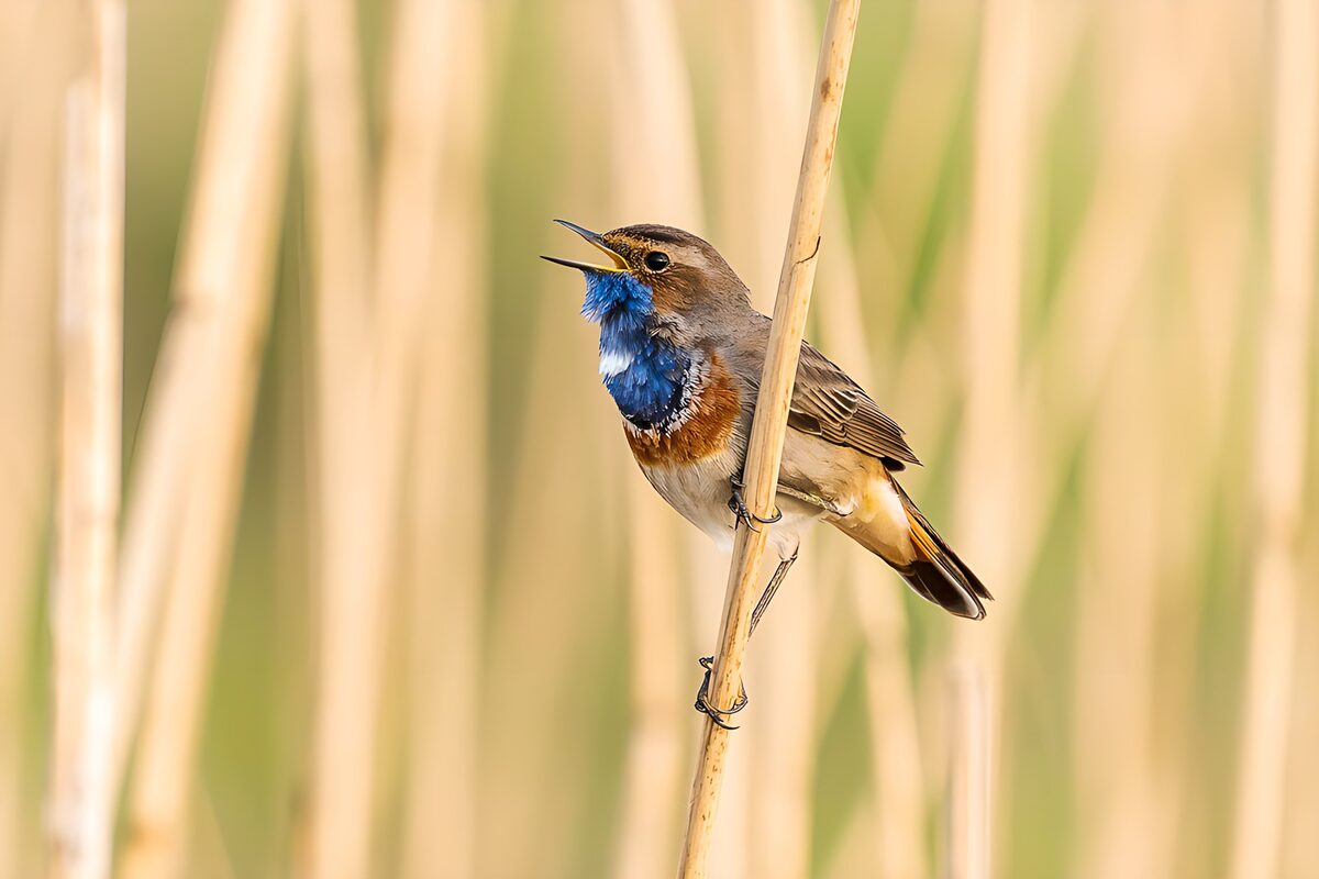 Singendes Blaukehlchen am goldenen Halm