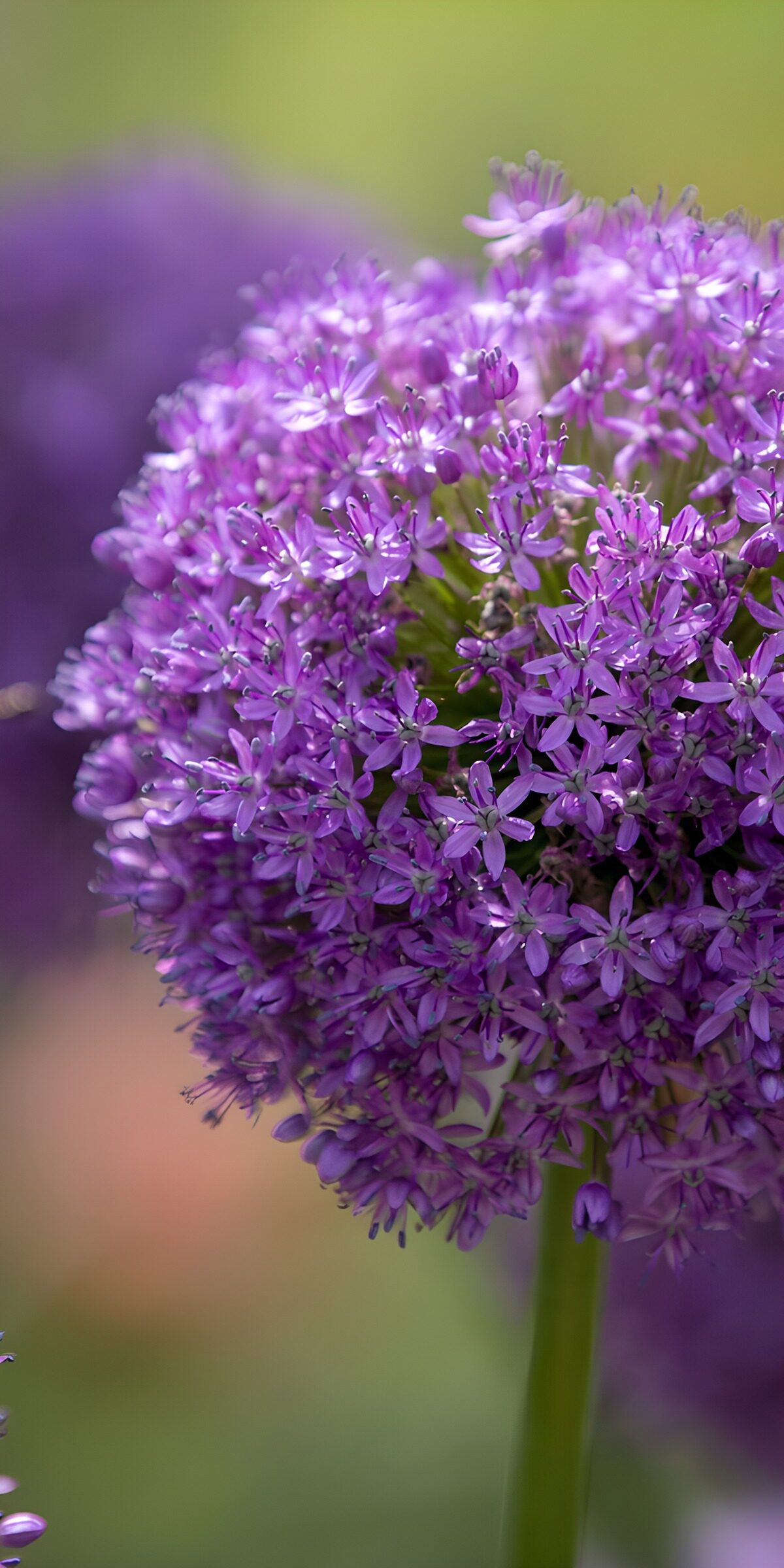 Violetter Zierlauch in Nahaufnahme