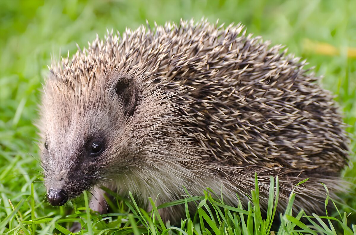 Igel im saftig grünen Gras