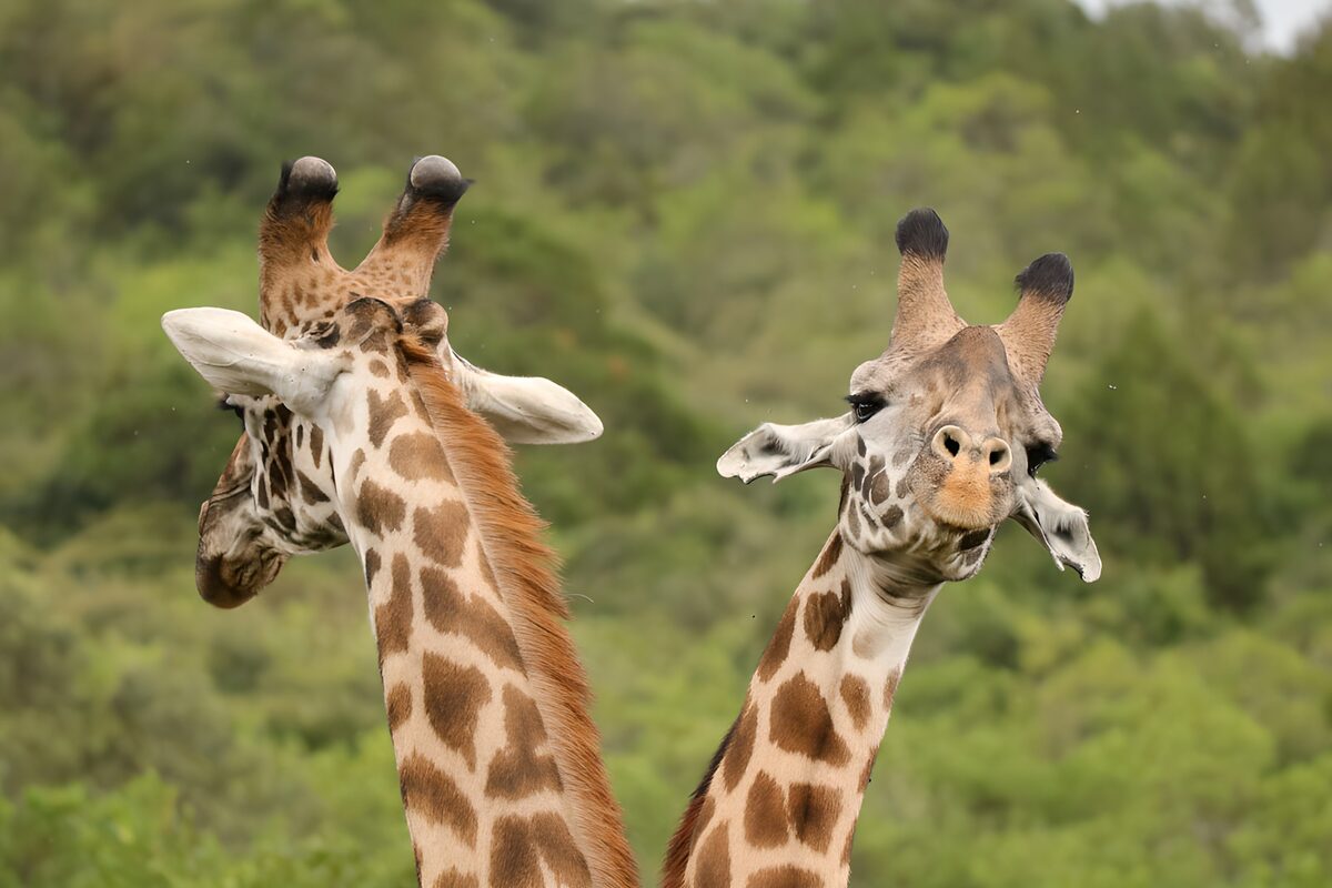 Zwei Giraffen vor weichem Grün