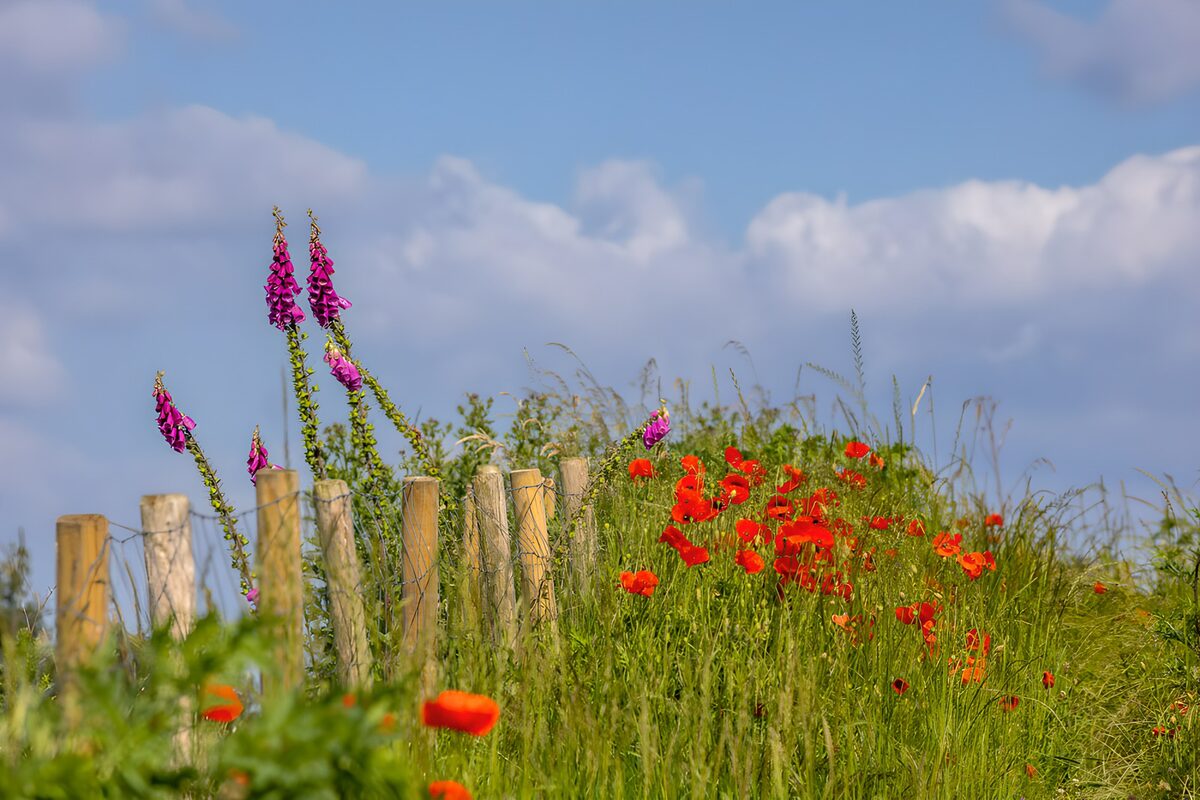 Mohn und Fingerhut am sonnigen Wiesenzaun