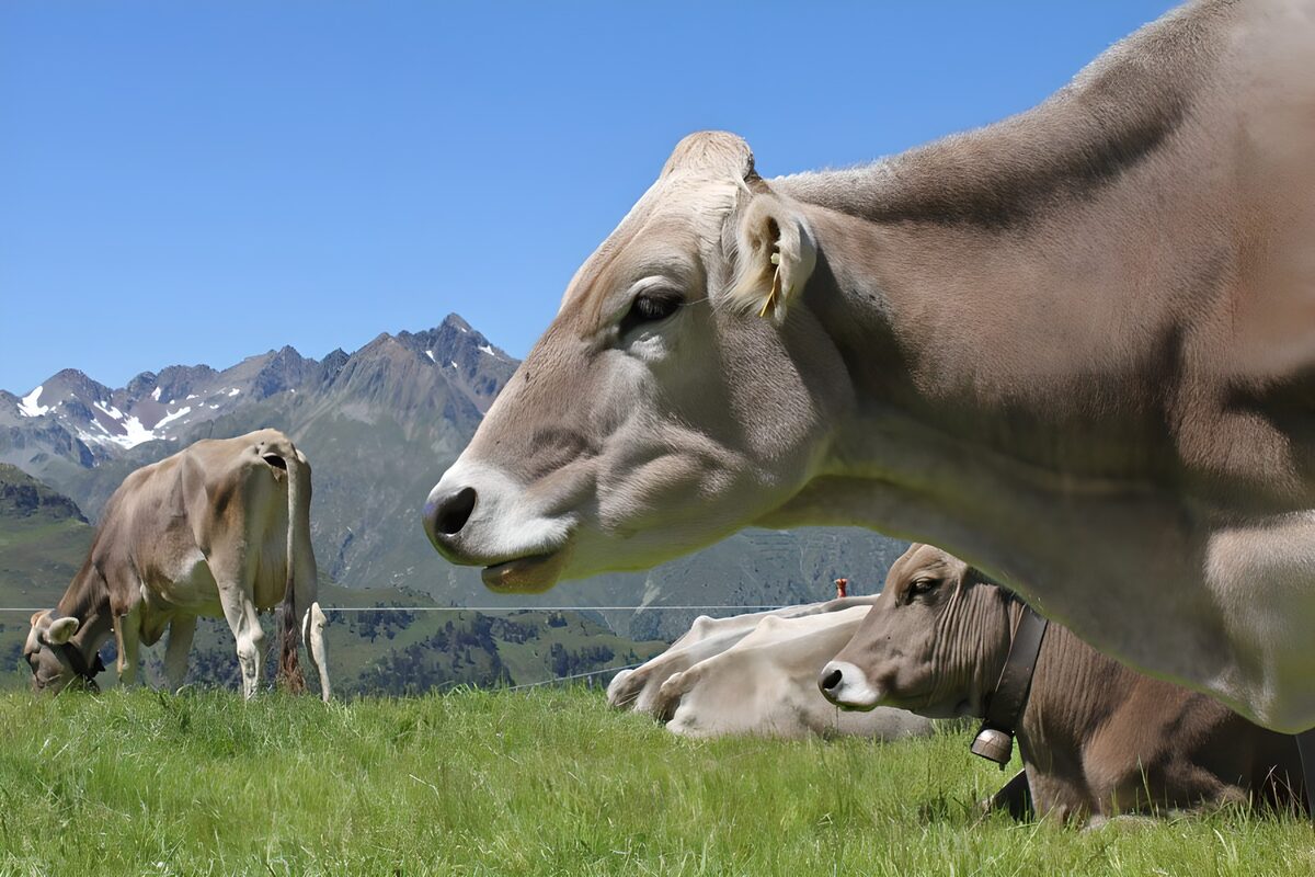Kühe auf der Bergweide im Sommer