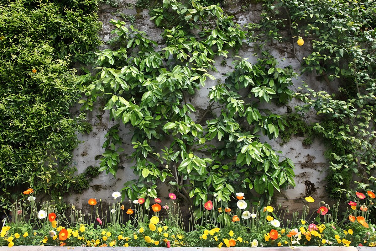 Buntes Blumenbeet vor bewachsener Mauer