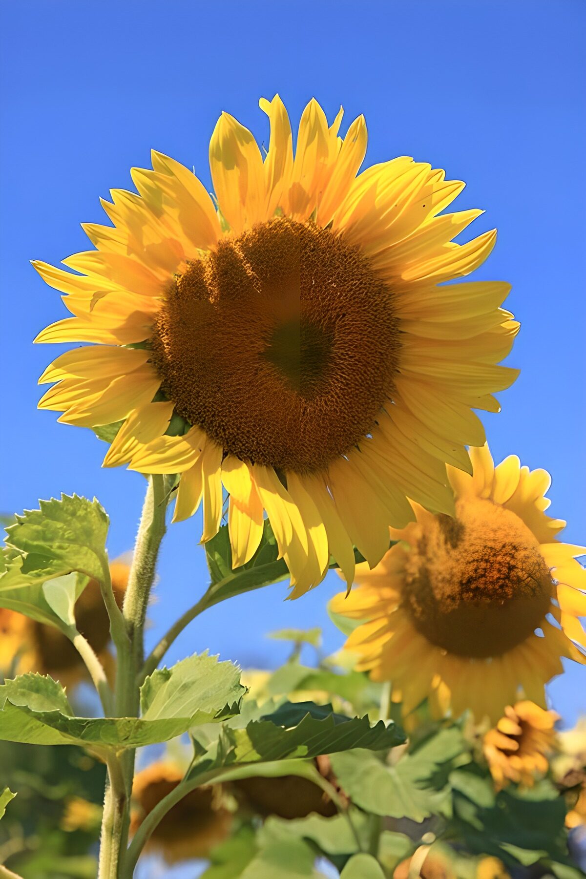 Sonnenblumen vor leuchtend blauem Himmel