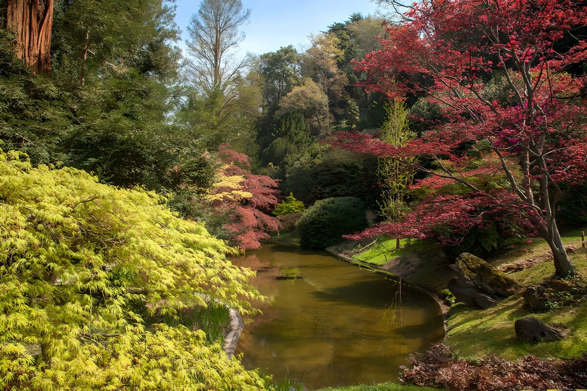Gartenteich mit rotem und grünem Ahorn