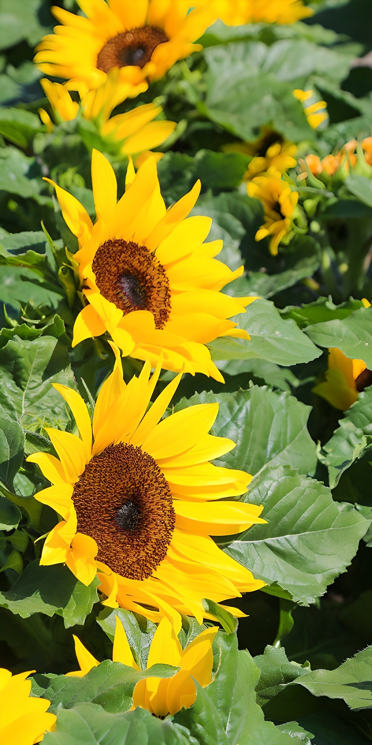 Gelbe Sonnenblumen im dichten Blattgrün